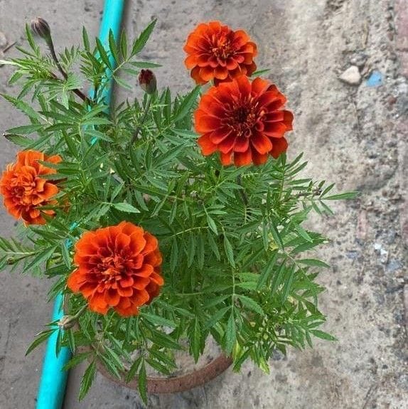 Marigold / Genda French (any colour) in 8 Inch Nursery Pot