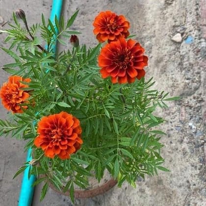 Marigold / Genda French (any colour) in 8 Inch Nursery Pot