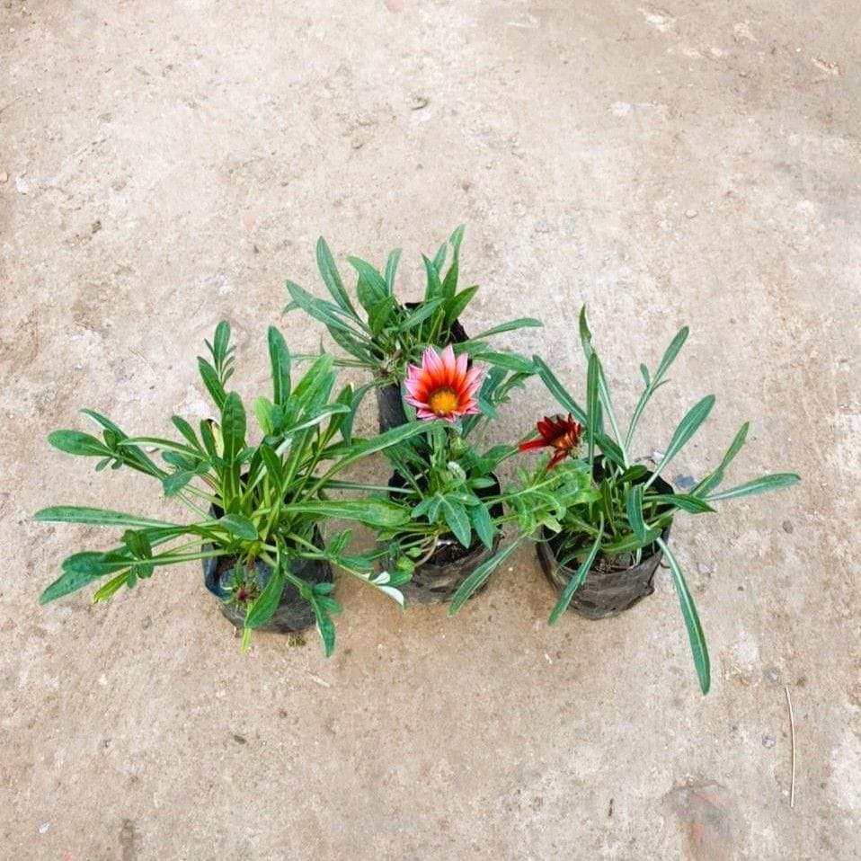 Set of 4 - Gazania (any colour) in 4 Inch Nursery Bag