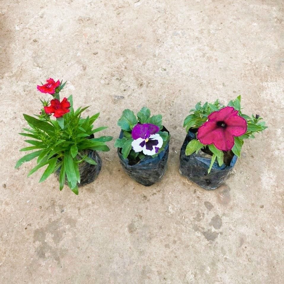 Set of 3 - Seasonal Flowering Plants (Petunia, Pansy & Dianthus) (any colour ) in 4 Inch Nursery Bag