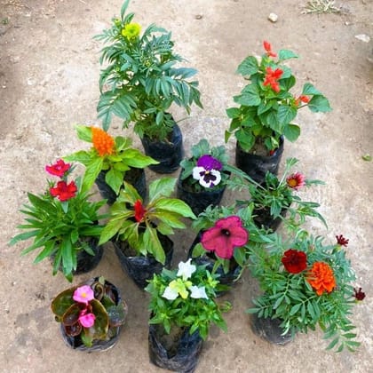 Buy Set of 11 - Seasonal Flowering Plants (any colour ) in 4 Inch Nursery Bag Online | Urvann.com