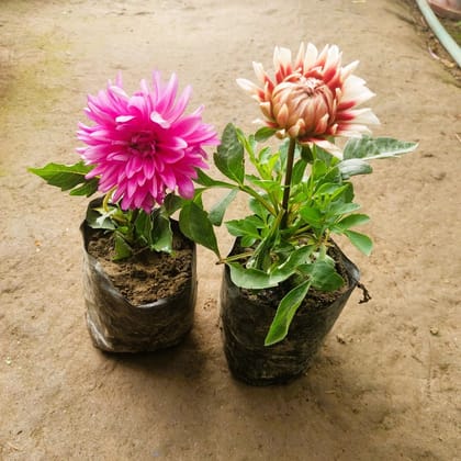 Buy Set of 2 - Dahlia (any colour) in 5 Inch Nursery Bag Online | Urvann.com