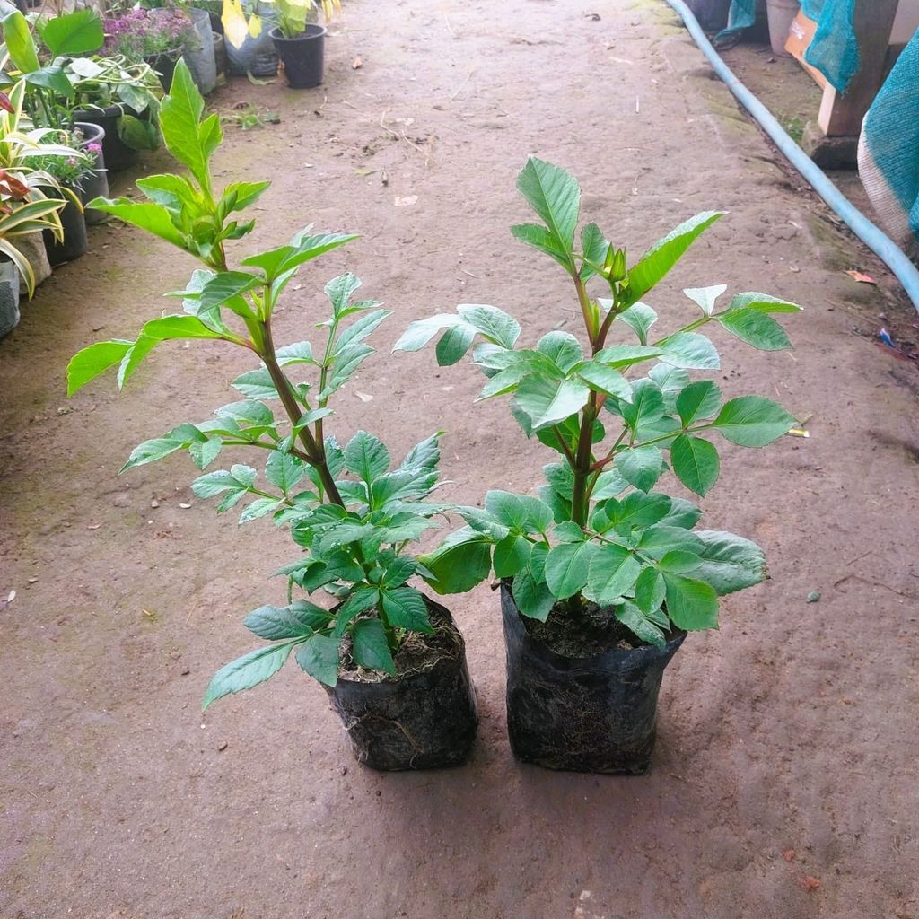 Set of 2 - Dahlia Plant (any colour) in 4 Inch Nursery Bag