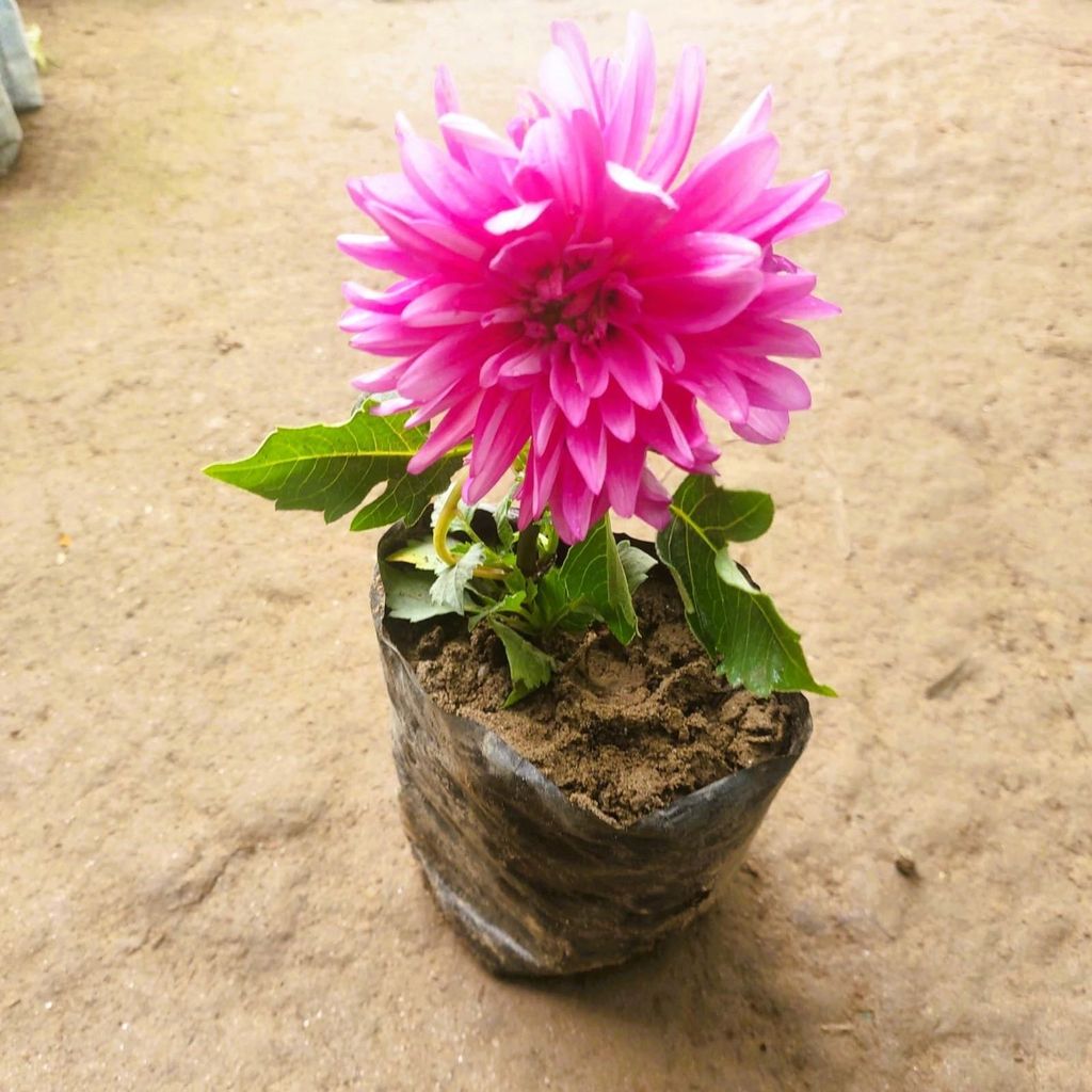 Dahlia (any colour) in 5 Inch Nursery Bag