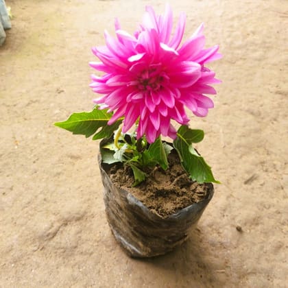 Buy Dahlia (any colour) in 5 Inch Nursery Bag Online | Urvann.com