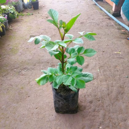 Buy Dahlia Plant (any colour) in 4 Inch Nursery Bag Online | Urvann.com