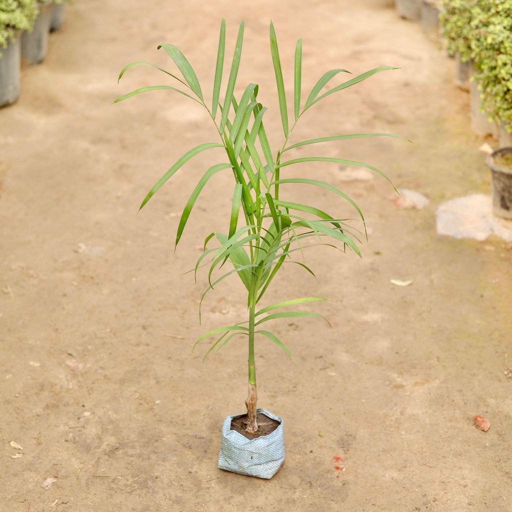 Cane palm in 5 Inch Nursery Bag