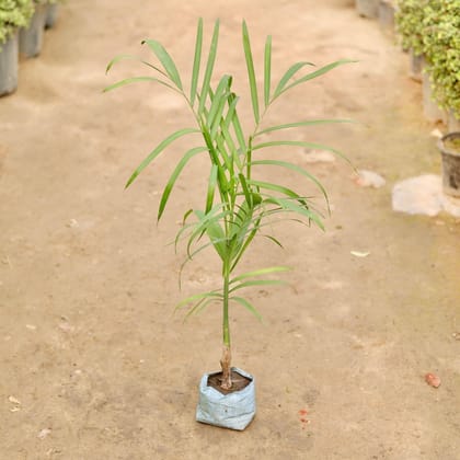 Buy Cane palm in 5 Inch Nursery Bag Online | Urvann.com