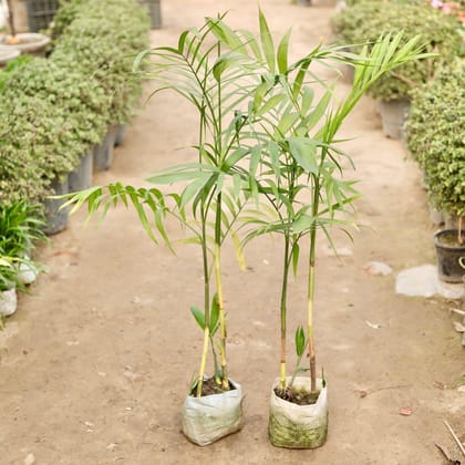 Buy Set of 2 - Cane Palm in 7 Inch Nursery Bag Online | Urvann.com