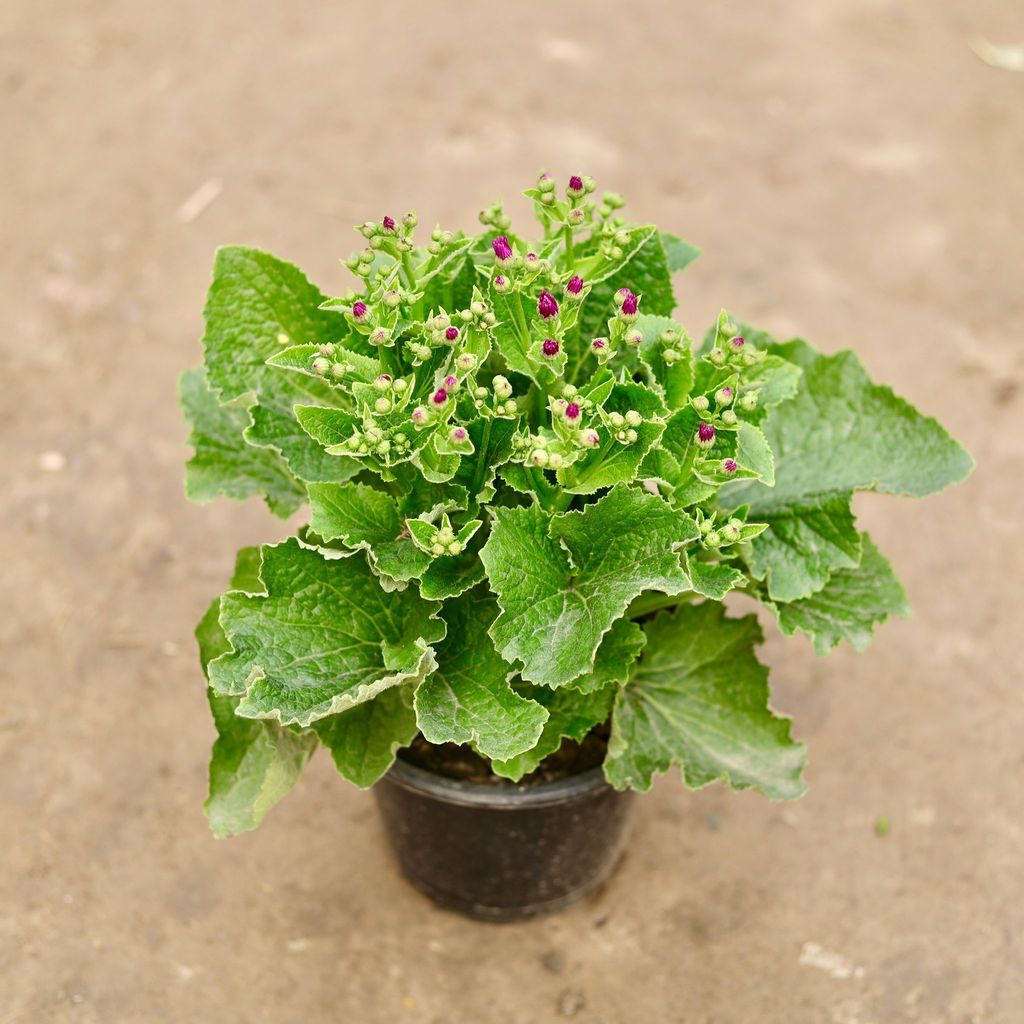 Cineraria (any colour) in 6 Inch Nursery Pot