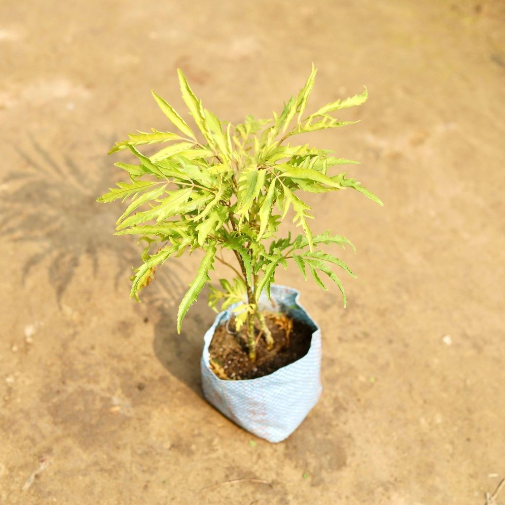 Aralia Neem in 5 Inch Nursery Bag