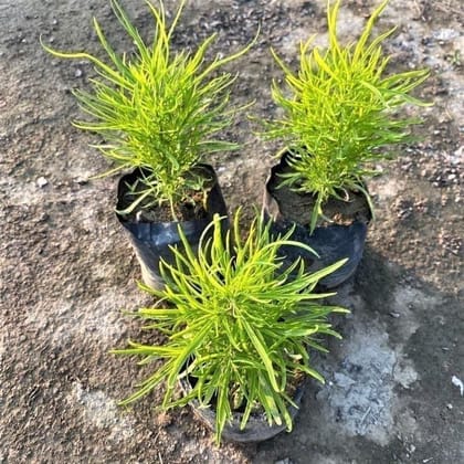 Buy Set of 3 - Kochia In 3 Inch Nursery Bag Online | Urvann.com