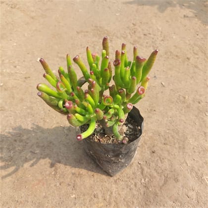 Buy Finger Crassula Succulent In 3 Inch Nursery Bag Online | Urvann.com