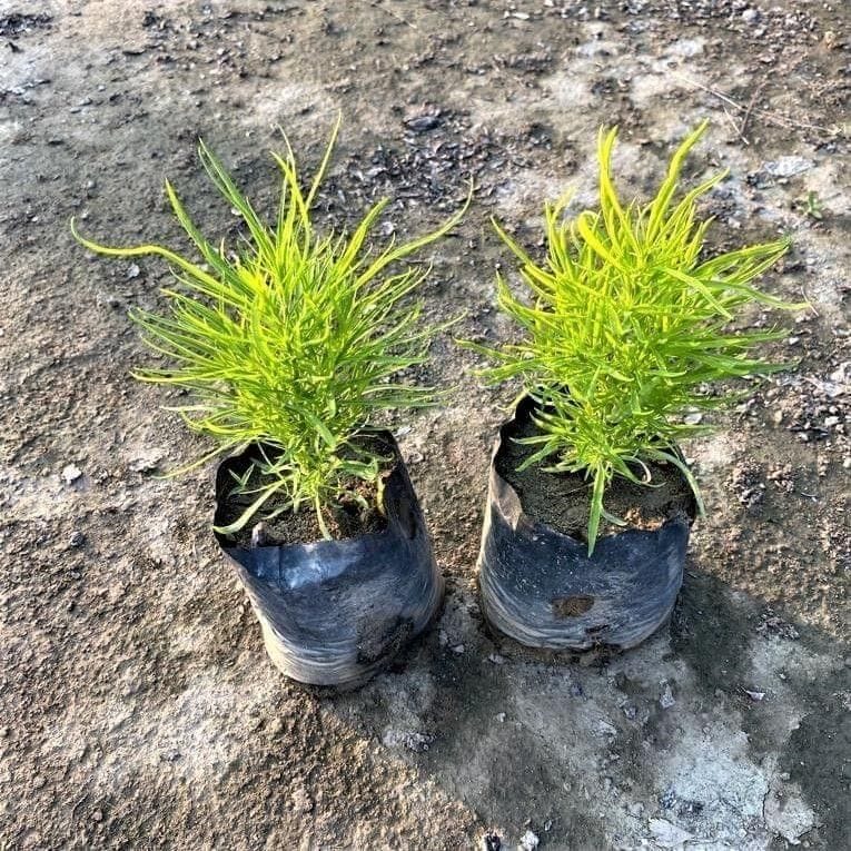 Set of 2 - Kochia in 3 Inch Nursery Bag