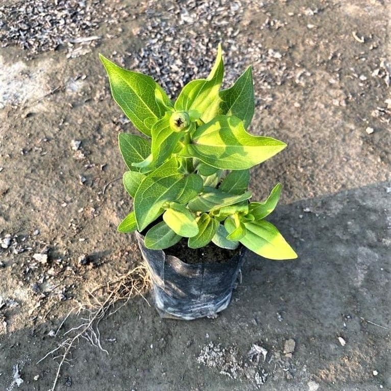 Zinnia Double (Any Colour) in 3 Inch Nursery Bag