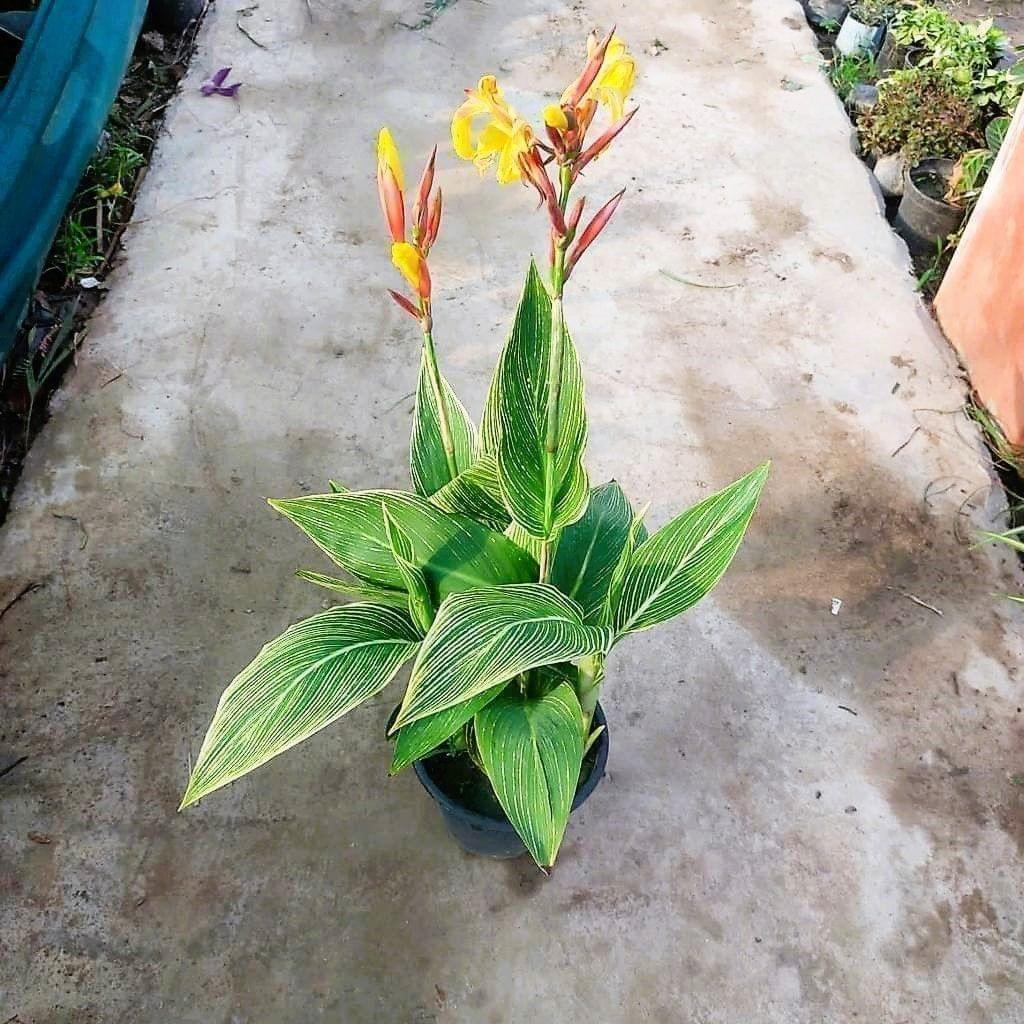 Canna Variegated (any colour) in 8 Inch Nursery Pot