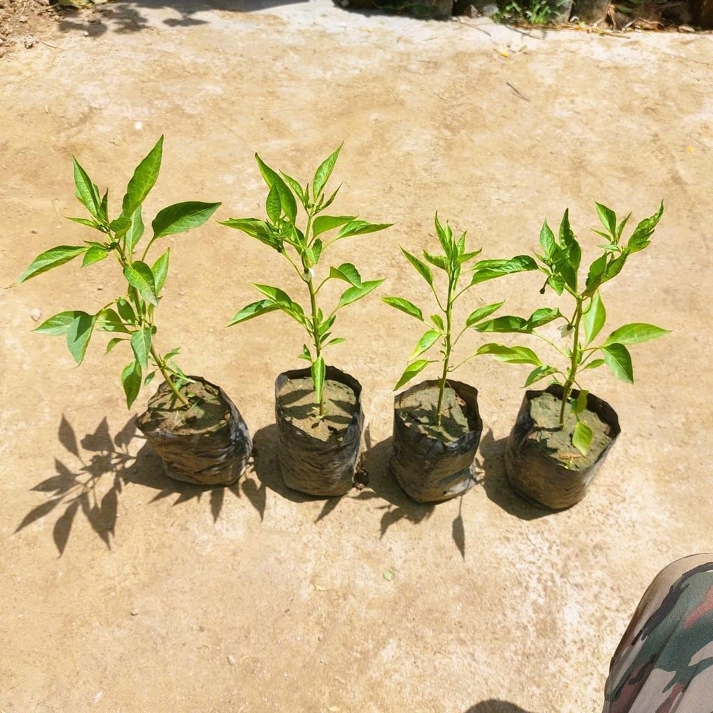 Set of 4 - Chilli / Mirchi Plant in 3 Inch Nursery bag