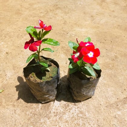 Buy Set of 2 - Vinca / Periwinkle / Sadabahar (any colour) in 3 Inch Nursery bag Online | Urvann.com