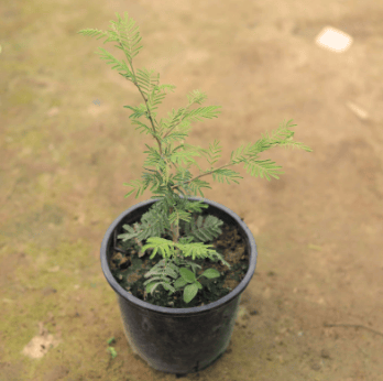 Shami Plant in 5 Inch Nursery Pot