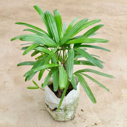 Buy Rhaphis Palm  in 7 Inch Nursery Bag Online | Urvann.com