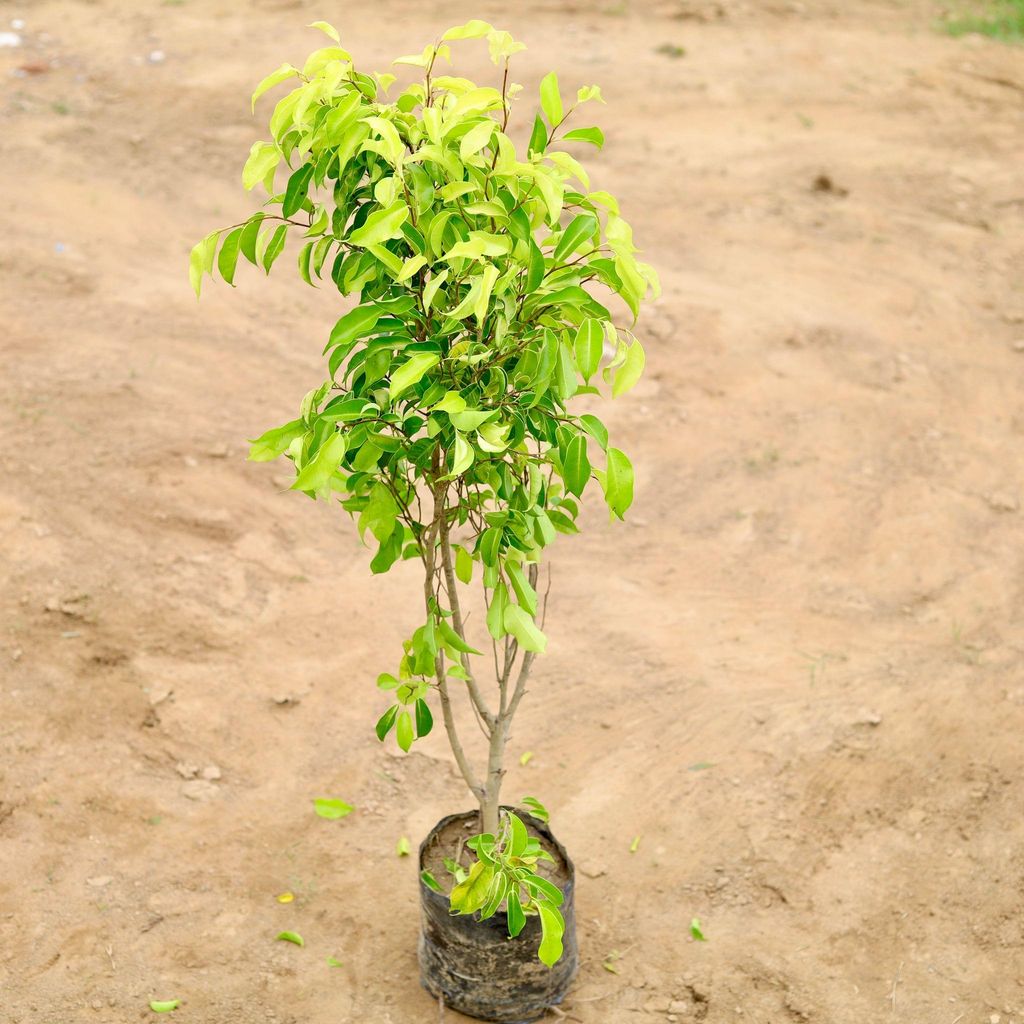 Ficus Reginald in 4 Inch Nursery Bag