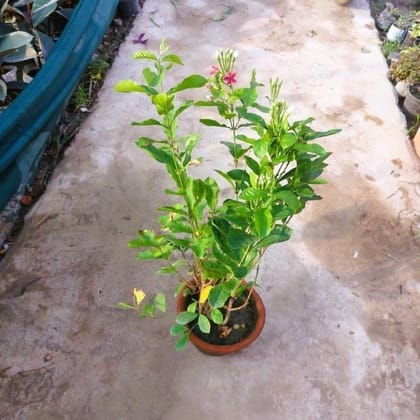 Buy Madhumalti / Rangoon Creeper in 8 Inch Nursery Pot Online | Urvann.com