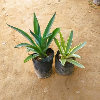 Buy Set Of 2 - Agave / Century Plant Green & Variegated In 6 Inch Nursery Bag Online | Urvann.com