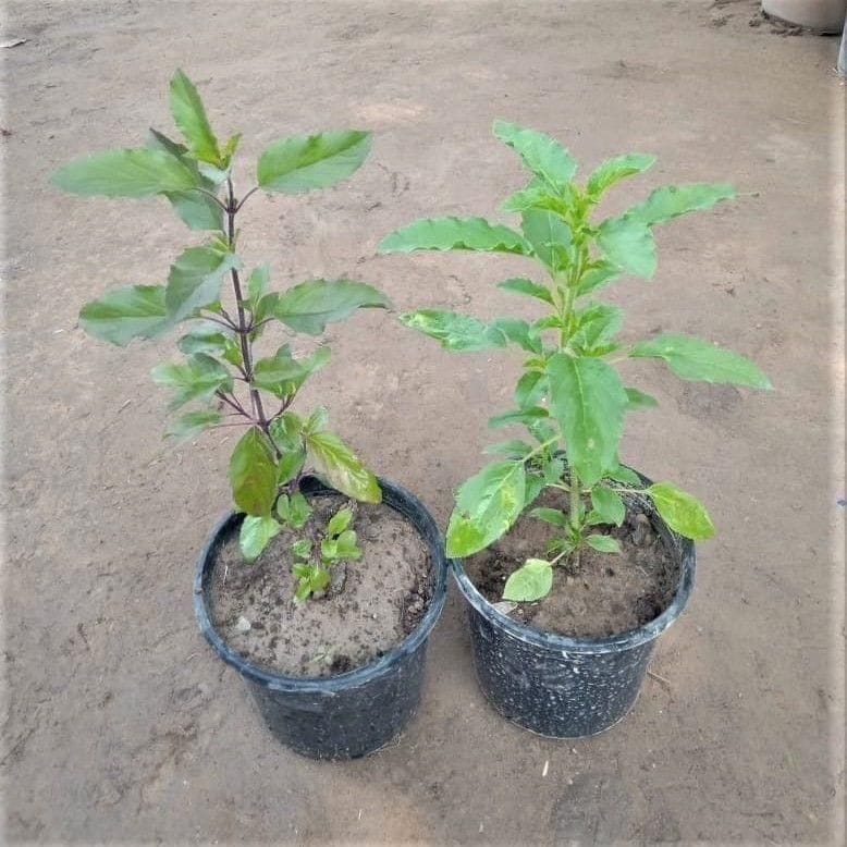 Set of 2 - Tulsi plant in 6 Inch Nursery Pot