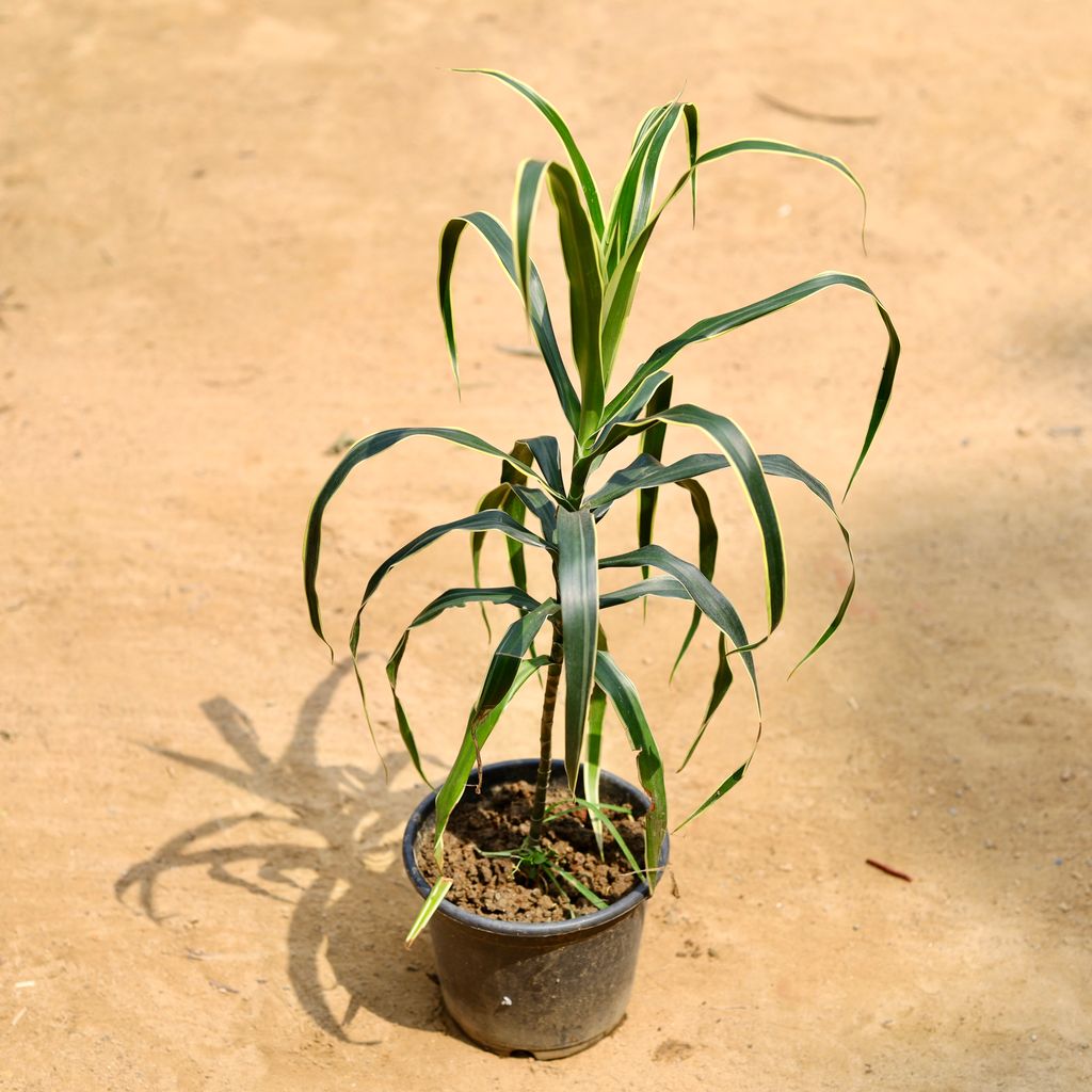 Dracaena Jamaica (~ 1 Ft) in 6 Inch Nursery Pot