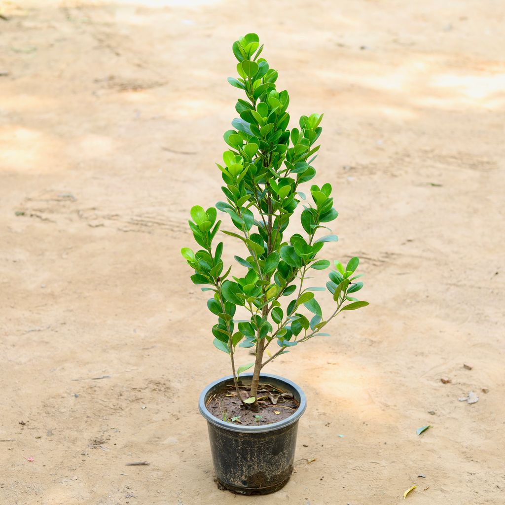 Ficus Moclaim (~ 1.5 Ft) in 8 Inch Nursery Pot