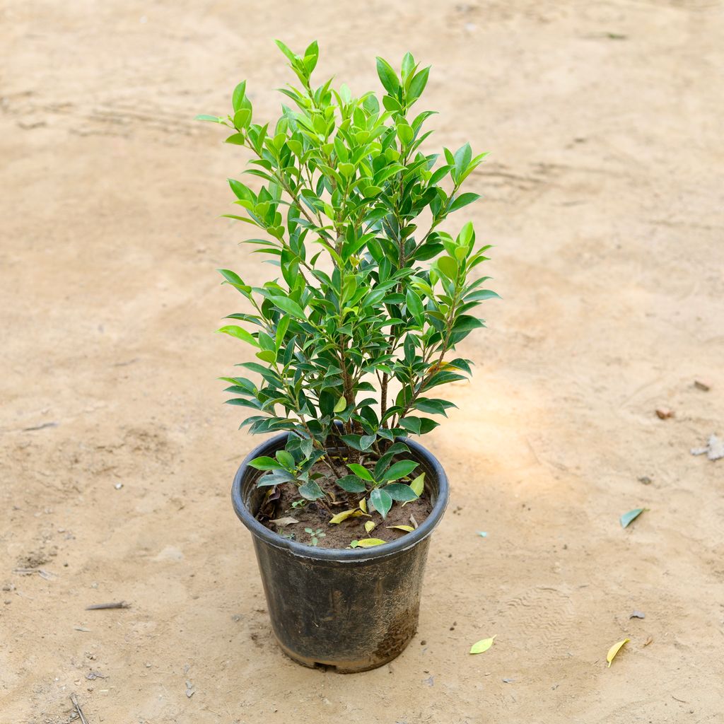 Ficus Green (~ 1.5 Ft) in 8 Inch Nursery Pot