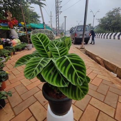 Buy Calathea Green in 10 Inch Plastic Pot Online | Urvann.com