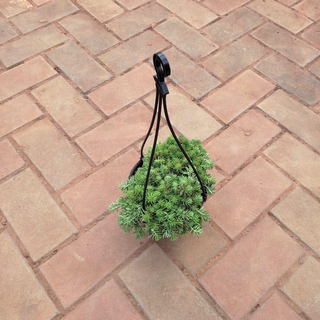 Sedum Green in 5 Inch Black Hanging Basket