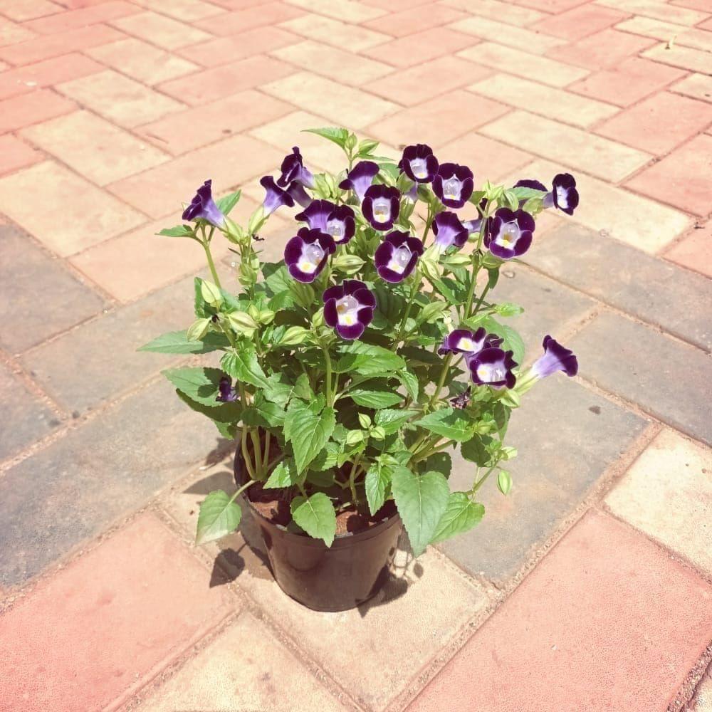 Wishbone / Torenia (any colour) in 4 Inch Nursery Pot (colour may vary)