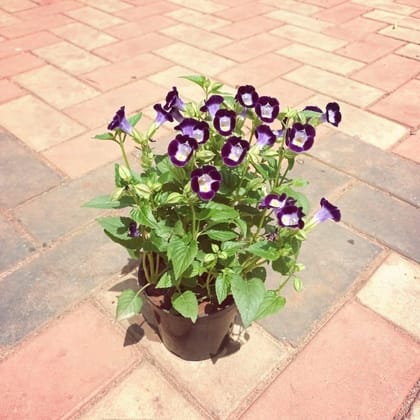 Wishbone / Torenia (any colour) in 4 Inch Nursery Pot (colour may vary)