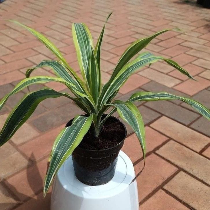 Dracaena Variegated in 5 Inch Nursery Pot