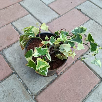 Buy English Ivy in 5 Inch Plastic Pot Online | Urvann.com