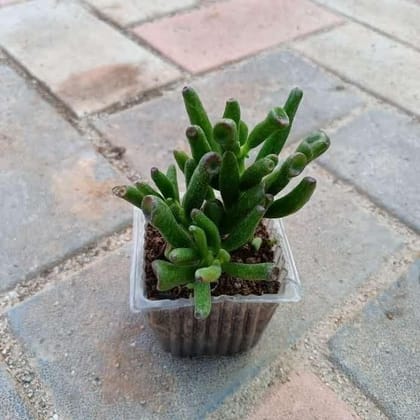 Buy Crassula Pencil Green in 3 Inch Plastic Pot Online | Urvann.com