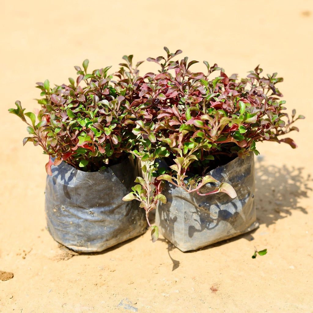 Set of 2 - Alternanthera Red in 4 Inch Nursery Bag