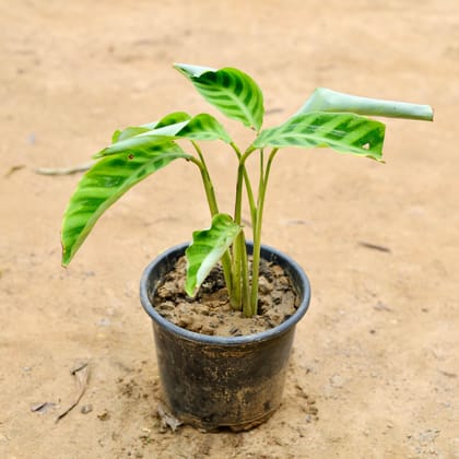 Buy Calathea Zebrina in 6 Inch Plastic Pot Online | Urvann.com