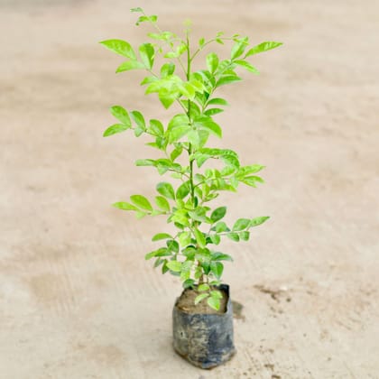 Buy Murraya ( ~ 1 Ft) in 3 Inch Nursery Bag Online | Urvann.com