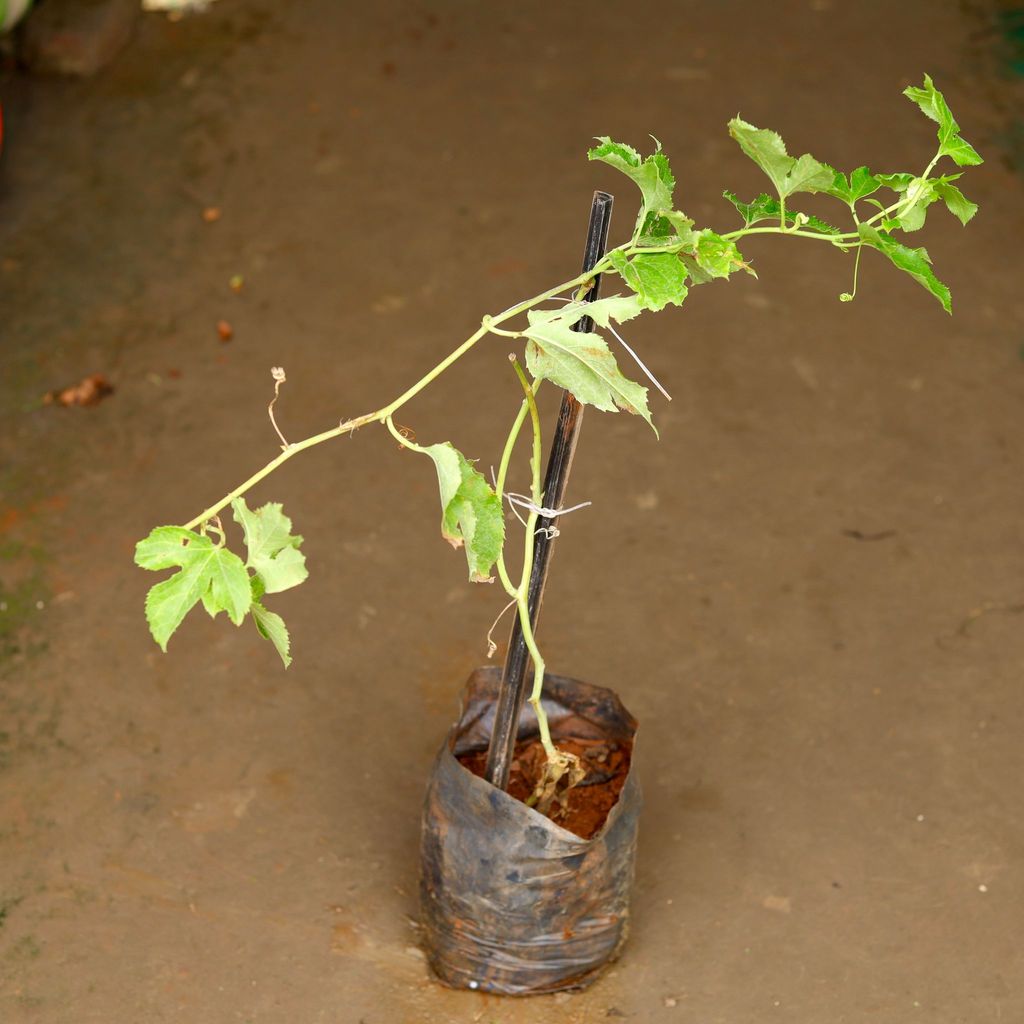 Rakhi Bel / Passiflora / Passion Flower (any colour) in 8 Inch Nursery Bag