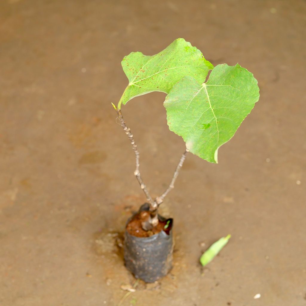 Anjeer / Fig in 3 Inch Nursery Bag