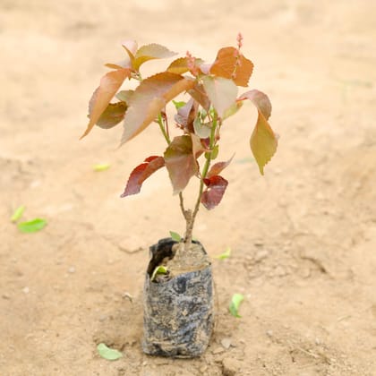 Buy Acalypha in 4 Inch Nursery Bag Online | Urvann.com