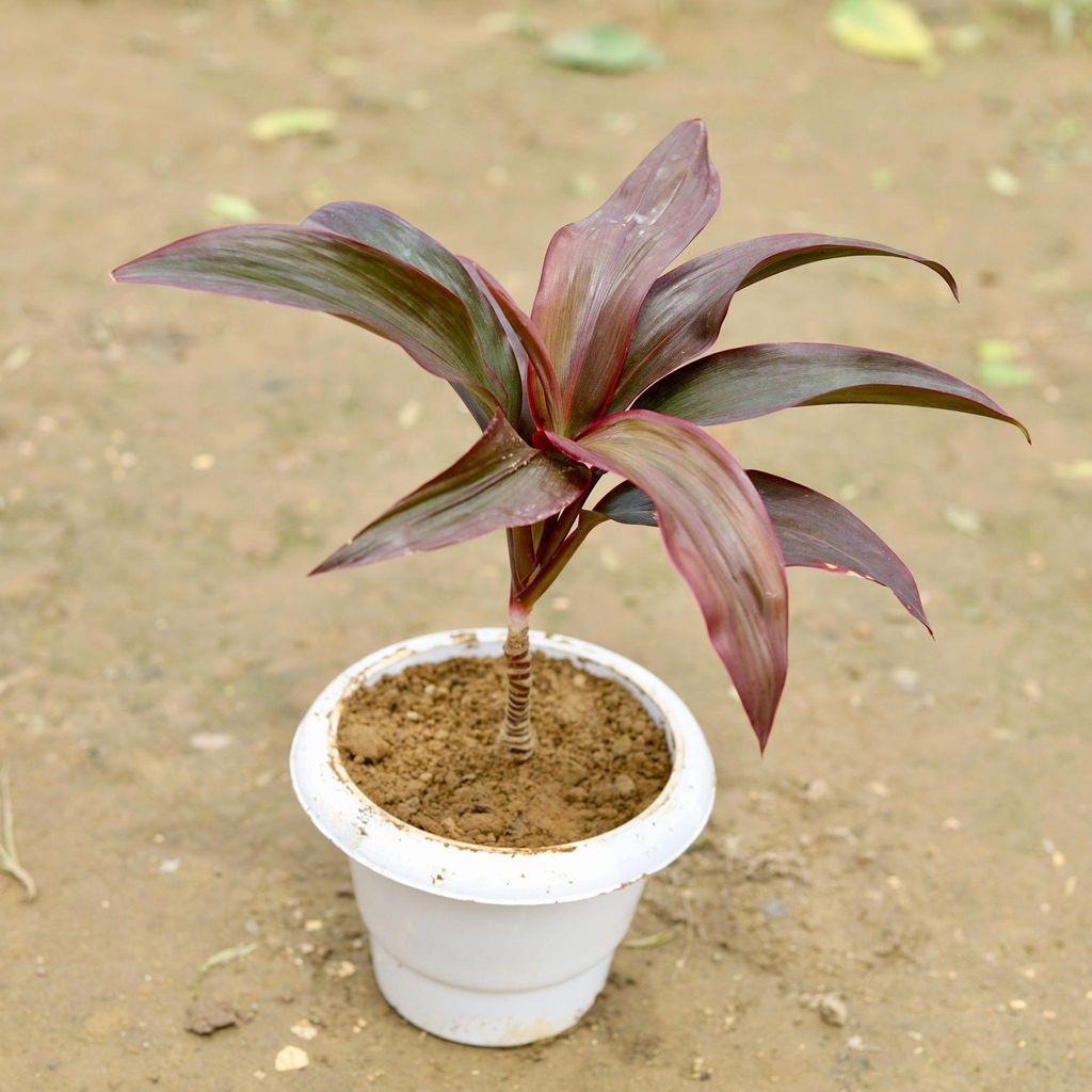 Dracaena Red in 6 Inch White Classy Plastic Pot