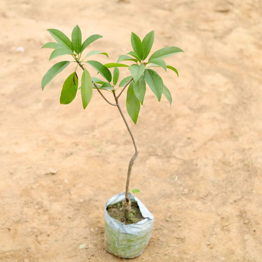 Chikoo Grafted / Sapodilla in 4 Inch Nursery Bag