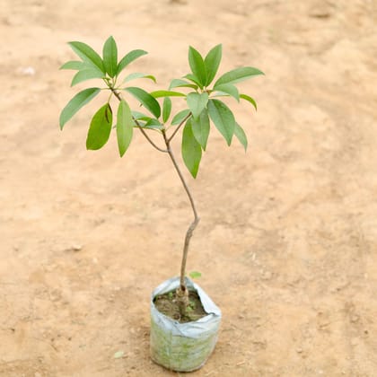 Buy Chikoo Grafted / Sapodilla in 4 Inch Nursery Bag Online | Urvann.com