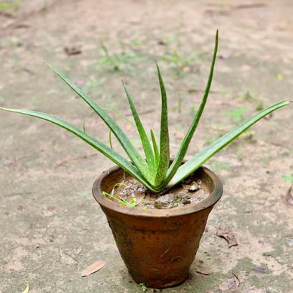 Buy Aloe Vera in 8 Inch Clay Pot Online | Urvann.com