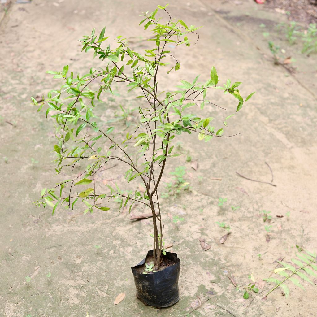 Pomegranate / Anar (~ 1 Ft) in 5 Inch Nursery Bag