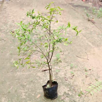 Buy Pomegranate /  Anar (~ 1 Ft) in 6 Inch Nursery Bag Online | Urvann.com